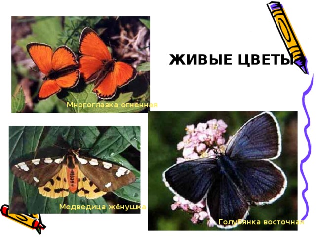 ЖИВЫЕ ЦВЕТЫ Многоглазка огненная Медведица жёнушка Голубянка восточная 