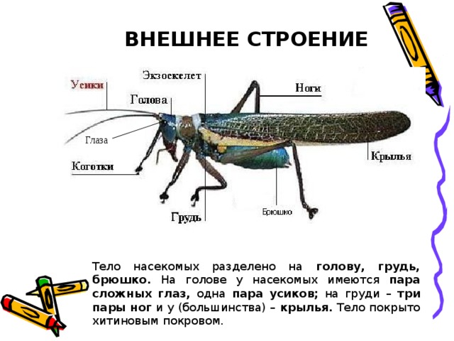 ВНЕШНЕЕ СТРОЕНИЕ Глаза Тело насекомых разделено на голову, грудь, брюшко. На голове у насекомых имеются пара сложных глаз, одна пара усиков; на груди – три пары ног и у (большинства) – крылья. Тело покрыто хитиновым покровом. 