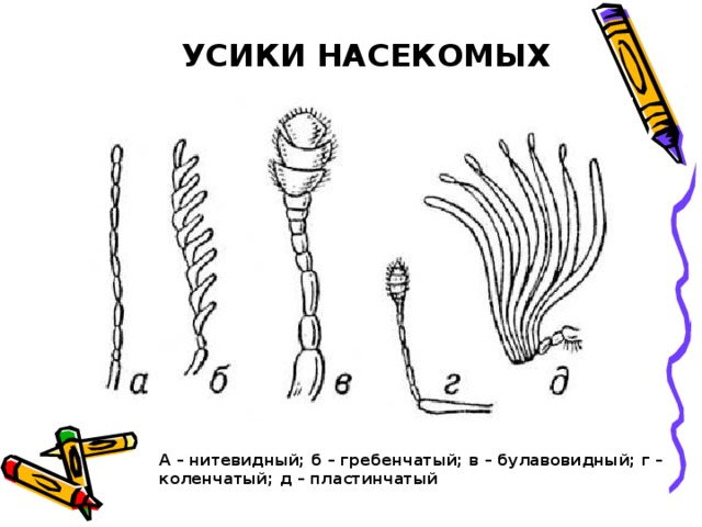 УСИКИ НАСЕКОМЫХ А – нитевидный; б – гребенчатый; в – булавовидный; г – коленчатый; д – пластинчатый 