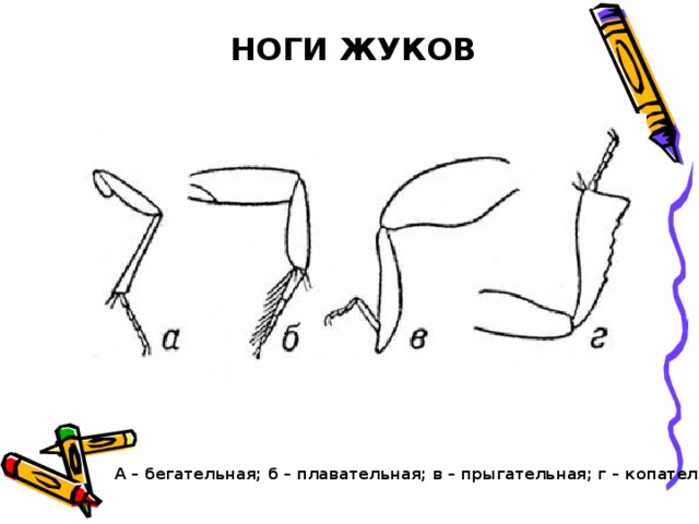 НОГИ ЖУКОВ А – бегательная; б – плавательная; в – прыгательная; г – копательная. 