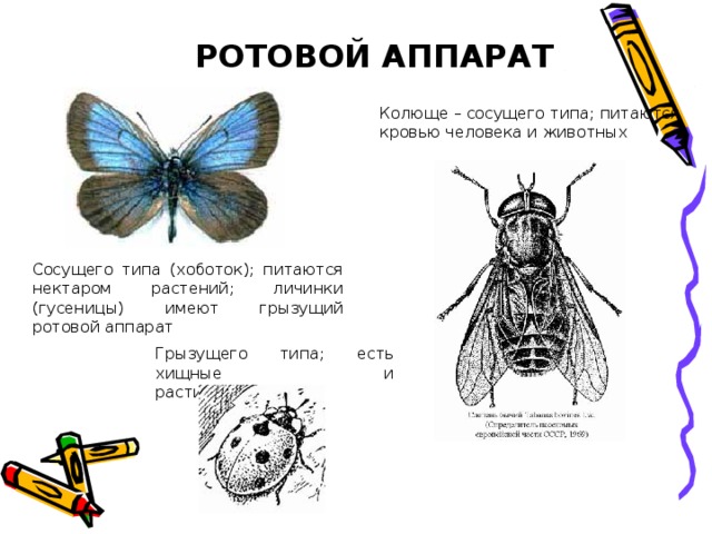 РОТОВОЙ АППАРАТ Колюще – сосущего типа; питаются кровью человека и животных Сосущего типа (хоботок); питаются нектаром растений; личинки (гусеницы) имеют грызущий ротовой аппарат Грызущего типа; есть хищные и растительноядные 