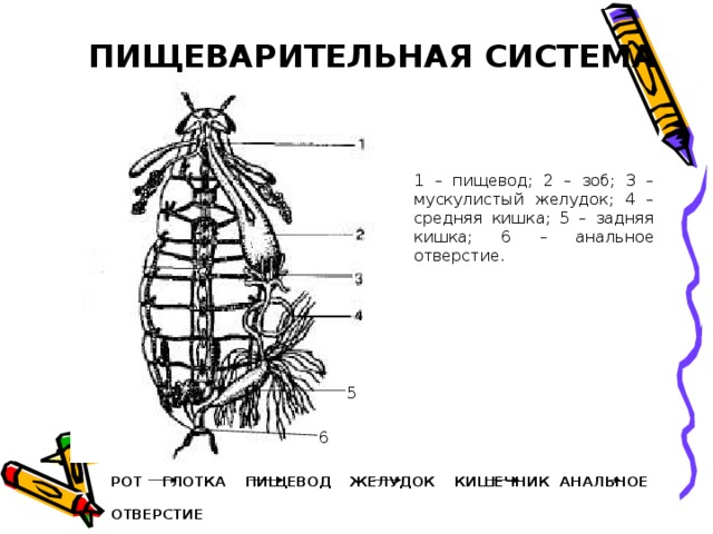 ПИЩЕВАРИТЕЛЬНАЯ СИСТЕМА 1 – пищевод; 2 – зоб; 3 – мускулистый желудок; 4 – средняя кишка; 5 – задняя кишка; 6 – анальное отверстие. 5 6 РОТ ГЛОТКА ПИЩЕВОД ЖЕЛУДОК КИШЕЧНИК АНАЛЬНОЕ          ОТВЕРСТИЕ    