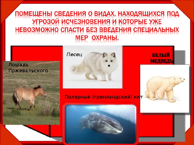 Песец Лошадь Пржевальского  Полярный (гренландский) кит 12 