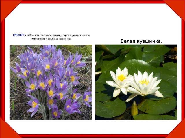 Белая кувшинка. 