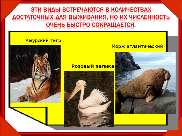Амурский тигр Морж атлантический Розовый пеликан 