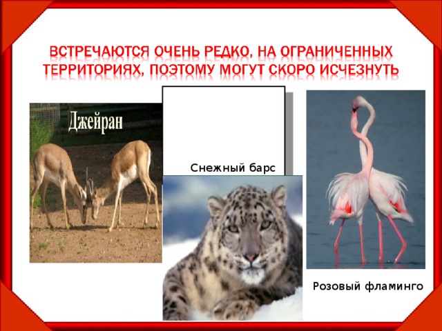 Снежный барс Розовый фламинго 12 