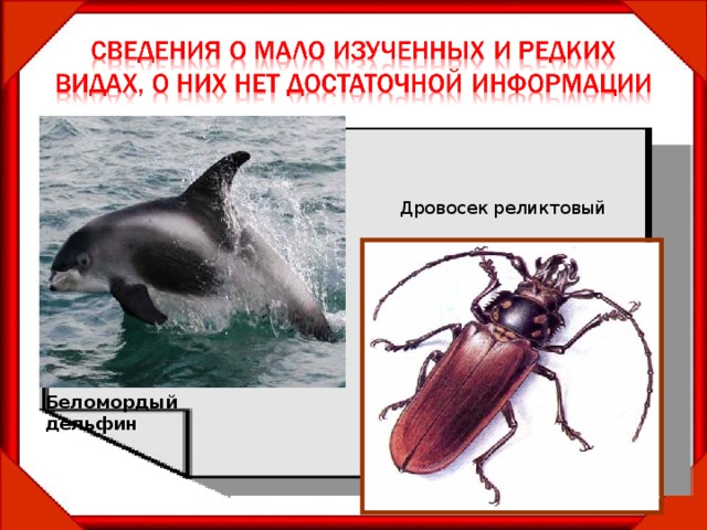 Дровосек реликтовый Беломордый дельфин 