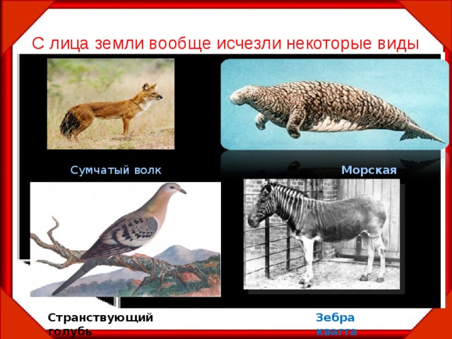 С лица земли вообще исчезли некоторые виды Морская корова  Сумчатый волк Зебра квагга Странствующий голубь  