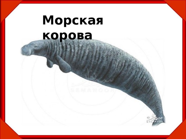 Морская корова 