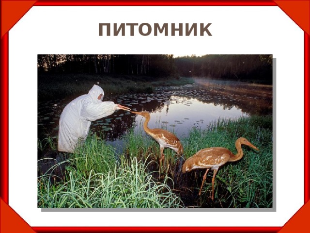  ПИТОМНИК   