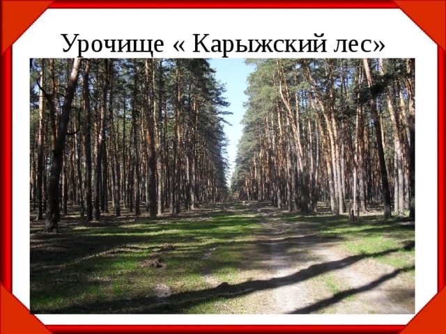 Урочище « Карыжский лес» 