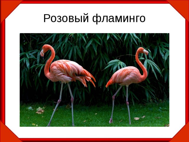 Розовый фламинго 