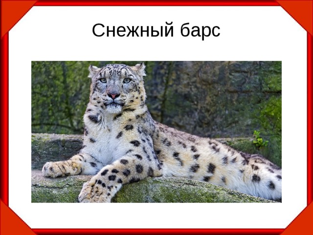 Снежный барс 