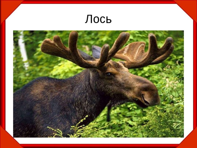 Лось 