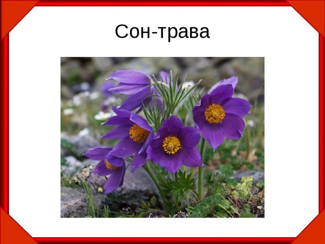 Сон-трава 