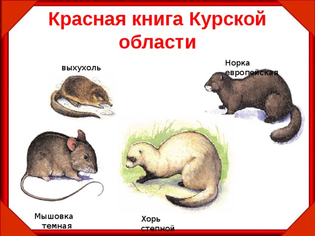 Красная книга Курской области Норка европейская выхухоль Мышовка  темная Хорь степной 