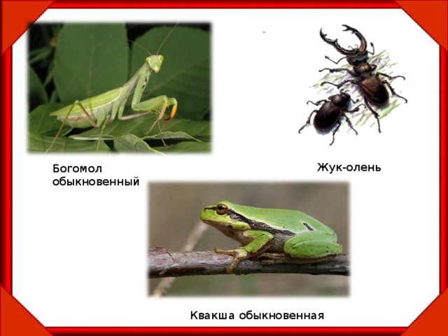 Жук-олень Богомол обыкновенный Квакша обыкновенная 