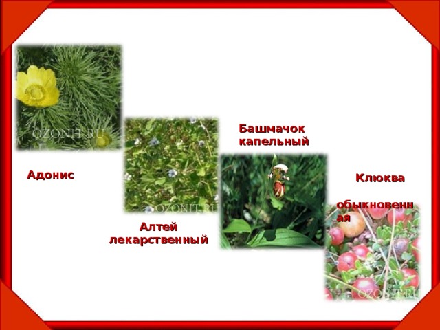 Башмачок капельный Адонис  Клюква  обыкновенная Алтей лекарственный 
