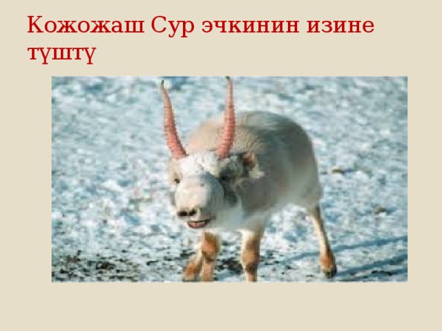 Кожожаш Сур эчкинин изине түштү 