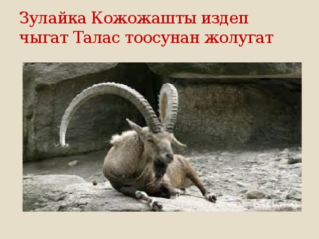 Зулайка Кожожашты издеп чыгат Талас тоосунан жолугат 