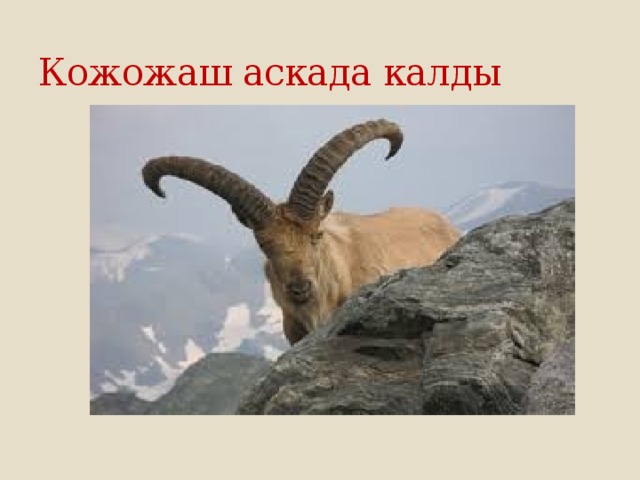 Кожожаш аскада калды  