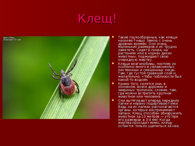 Клещ! Такие паукообразные, как клещи населяют нашу Землю с очень древних времен. Они очень маленьких размеров и их трудно заметить. Сидят в почве, на растениях или в норках диких животных, поджидают свою очередную жертву. Клещи влаголюбивы, поэтому их особенно много в увлажненных лиственных и смешенных лесах. Там, где густой травяной слой и, желательно, чтобы поблизости был какой-то водоем. Кроме того, селятся они, в основном, возле дорожек и звериных тропинок, словом, там, где можно встретить крупное животное или человека. Они вытягивают вперед передние лапки и нервно подергивают ими. Ведь на их лапках располагаются органы, которые воспринимают запахи. Клещ способен обнаружить животное за 10 метров — это при его размерах в 3-4 мм! Когда жертва проходит мимо, клещу остается только уцепиться за нее. 
