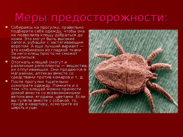 Меры предосторожности: Собираясь на прогулку, правильно подберите себе одежду, чтобы она не позволила клещу добраться до кожи. Это могут быть высокие сапоги, рубашки с застегивающим воротом. А еще лучший вариант — это комбинезон из гладкой ткани. За него клещ просто не сможет зацепиться. Отогнать клещей смогут и различные репелленты — вещества, их отпугивающие. Они продаются в магазинах, аптеках вместе со средствами против комаров и т. д. После прогулки тщательно осмотрите одежду. Помните и о том, что клещей можно принести домой вместе со всевозможными веточками, ягодами, цветами. Если вы гуляли вместе с собакой, то, придя в квартиру, осмотрите ее шерсть и уши. 
