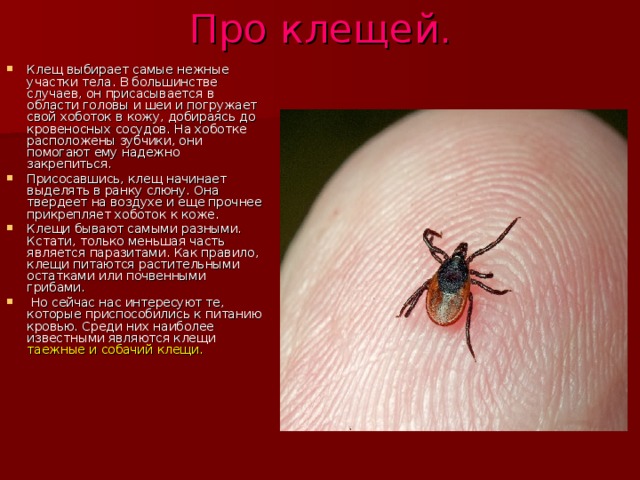 Про клещей. Клещ выбирает самые нежные участки тела. В большинстве случаев, он присасывается в области головы и шеи и погружает свой хоботок в кожу, добираясь до кровеносных сосудов. На хоботке расположены зубчики, они помогают ему надежно закрепиться. Присосавшись, клещ начинает выделять в ранку слюну. Она твердеет на воздухе и еще прочнее прикрепляет хоботок к коже. Клещи бывают самыми разными. Кстати, только меньшая часть является паразитами. Как правило, клещи питаются растительными остатками или почвенными грибами.  Но сейчас нас интересуют те, которые приспособились к питанию кровью. Среди них наиболее известными являются клещи таежные и собачий клещи. 