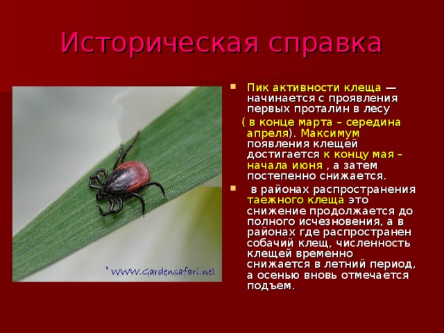 Историческая справка Пик активности клеща — начинается с проявления первых проталин в лесу  ( в конце марта – середина апреля ). Максимум появления клещей достигается к концу мая –начала июня , а затем постепенно снижается.  в районах распространения таежного клеща это снижение продолжается до полного исчезновения, а в районах где распространен собачий клещ, численность клещей временно снижается в летний период, а осенью вновь отмечается подъем. 