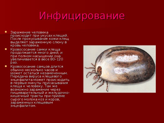 Инфицирование Заражение человека происходит при укусах клещей. После прокусывания кожи клещ выделяет зараженную слюну в кровь человека. Кровососание самки клеща продолжается много дней, и при полном насыщении она увеличивается в весе 80–120 раз. Кровососание самцов длится обычно несколько часов и может остаться незамеченным. Передача вируса клещевого энцефалита может происходить в первые минуты присасывания клеща к человеку. Так же возможно заражение через пищеварительный и желудочно-кишечный тракты при приеме сырого молока коз и коров, зараженных клещевым энцефалитом.  