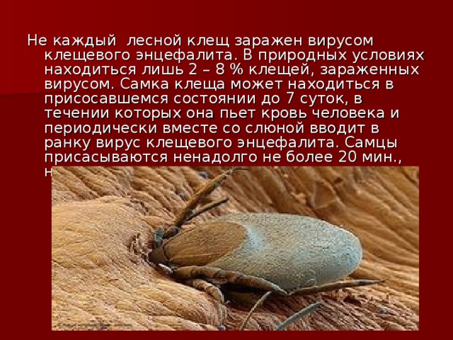 Не каждый лесной клещ заражен вирусом клещевого энцефалита. В природных условиях находиться лишь 2 – 8 % клещей, зараженных вирусом. Самка клеща может находиться в присосавшемся состоянии до 7 суток, в течении которых она пьет кровь человека и периодически вместе со слюной вводит в ранку вирус клещевого энцефалита. Самцы присасываются ненадолго не более 20 мин., но зато могут присасываться неоднократно. 