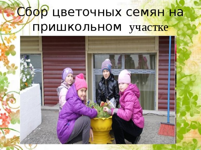 Сбор цветочных семян на пришкольном участке 