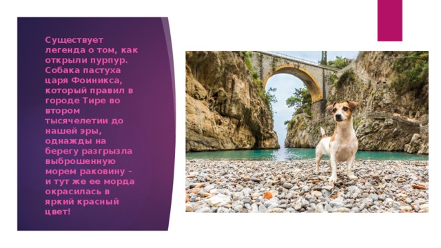 Существует легенда о том, как открыли пурпур. Собака пастуха царя Фоиникса, который правил в городе Тире во втором тысячелетии до нашей эры, однажды на берегу разгрызла выброшенную морем раковину – и тут же ее морда окрасилась в яркий красный цвет! 