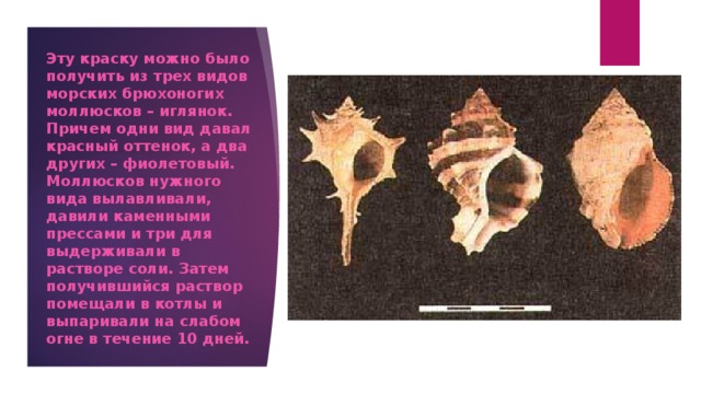 Эту краску можно было получить из трех видов морских брюхоногих моллюсков – иглянок. Причем одни вид давал красный оттенок, а два других – фиолетовый. Моллюсков нужного вида вылавливали, давили каменными прессами и три для выдерживали в растворе соли. Затем получившийся раствор помещали в котлы и выпаривали на слабом огне в течение 10 дней. 