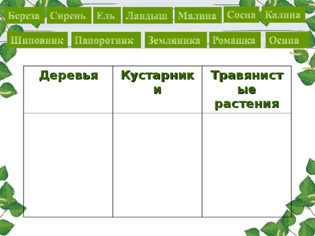 Деревья Кустарники Травянистые растения 