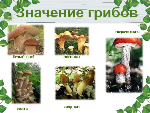подосиновик белый гриб лисички сморчки опята 