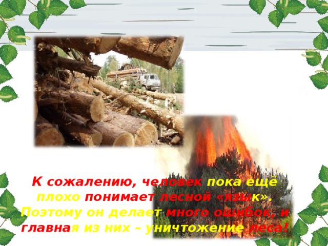 К сожалению, человек пока ещё плохо понимает лесной «язы к». Поэтому он делает много ошибок, и главна я из них – уничтожение леса!   