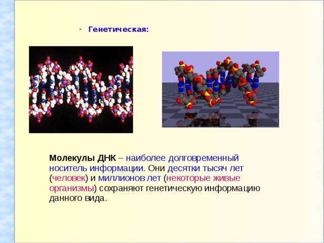 Генетическая: Генетическая: Молекулы ДНК – наиболее долговременный носитель информации . Они десятки тысяч лет ( человек ) и миллионов лет ( некоторые живые организмы ) сохраняют генетическую информацию данного вида. 