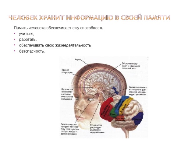 Память человека обеспечивает ему способность учиться, работать, обеспечивать свою жизнедеятельность безопасность. 