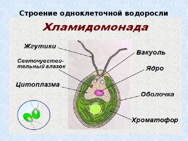 Строение одноклеточной водоросли 