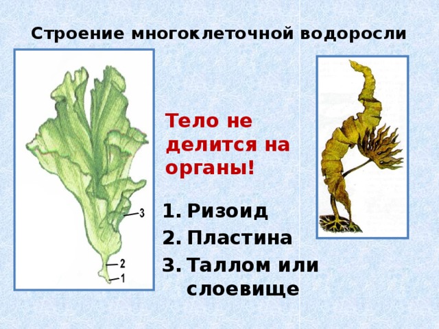 Строение многоклеточной водоросли Тело не делится на органы! Ризоид Пластина Таллом или слоевище 