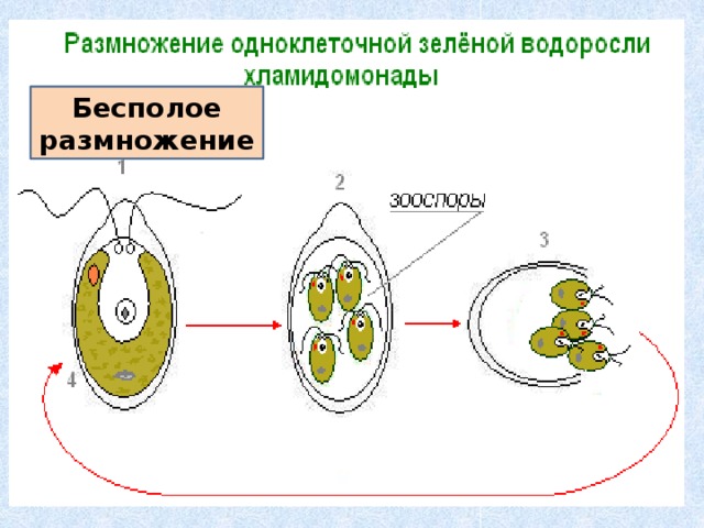Бесполое размножение 
