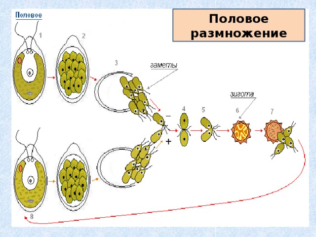 Половое размножение 