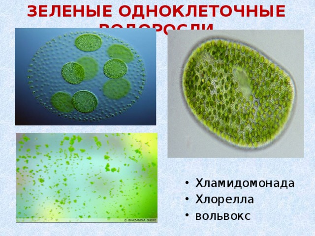ЗЕЛЕНЫЕ ОДНОКЛЕТОЧНЫЕ ВОДОРОСЛИ Хламидомонада Хлорелла вольвокс 