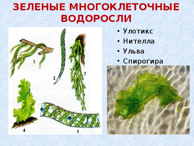 ЗЕЛЕНЫЕ МНОГОКЛЕТОЧНЫЕ ВОДОРОСЛИ Улотикс Нителла Ульва Спирогира 