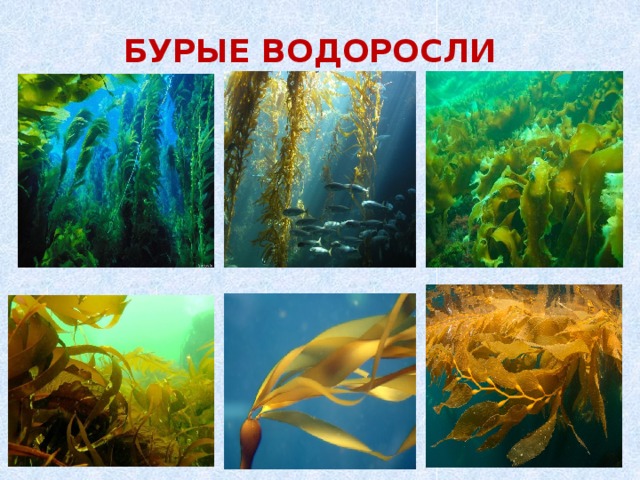 БУРЫЕ ВОДОРОСЛИ 