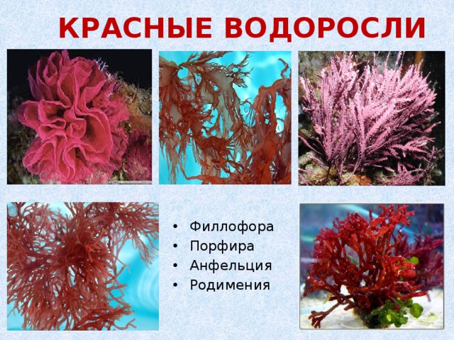 КРАСНЫЕ ВОДОРОСЛИ Филлофора Порфира Анфельция Родимения 