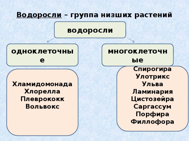 Водоросли – группа низших растений водоросли одноклеточные многоклеточные Спирогира Улотрикс Ульва Ламинария Цистозейра Саргассум Порфира Филлофора  Хламидомонада Хлорелла Плеврококк Вольвокс   