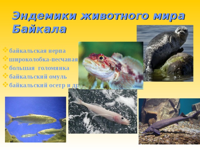 Эндемики животного мира Байкала байкальская нерпа широколобка-песчаная большая голомянка байкальский омуль байкальский осетр и др.  