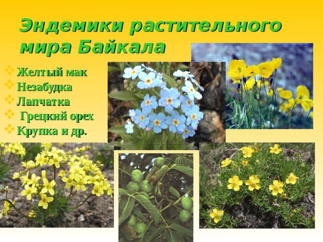 Эндемики растительного мира Байкала Желтый мак  Незабудка Лапчатка  Грецкий орех Крупка и др.      